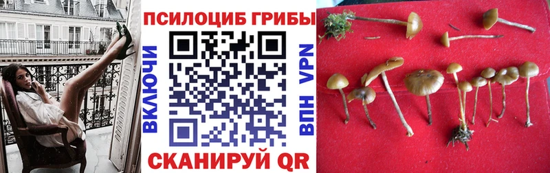 Псилоцибиновые грибы GOLDEN TEACHER  KRAKEN как зайти  Торжок  купить наркотик 